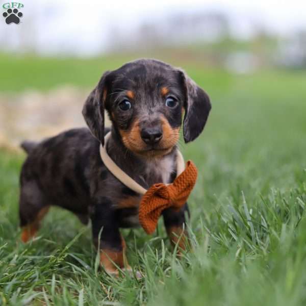 Leo, Dachshund Puppy